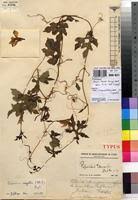 Image result for Peponium vogelii