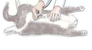 Ich habe ihn vor vier jahren weihnachten halb verhungert aufgelesen. Vermeiden Dass Deine Katze Auf Den Teppich Uriniert Wikihow