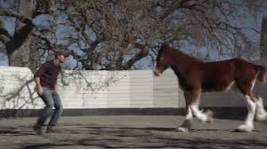 Budweiser Unveils Super Bowl Commercial Brotherhood Clydesdale Horses Budweiser Clydesdales Horses