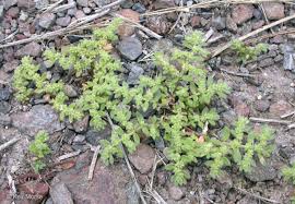 Image result for Polyspatha hirsuta