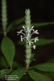 Image result for Lankesteria