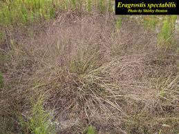 Image result for Eragrostis hispida