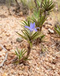 Image result for Xerophyta