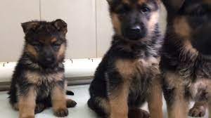 German shepherds are dogkind's finest herding and guardian dogs. German Shepherd Puppies For Sale In Pa Youtube