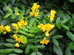 Image result for Sophora inhambanensis