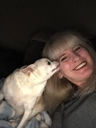 A Chihuahuas work is never done 🤣😂