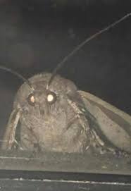 The Blindonator 5000 Reading Meme Moth Quality Memes