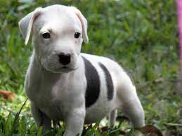Check spelling or type a new query. Free Download American Pit Bull Terrier Puppies Rescue Pictures Information 1200x900 For Your Desktop Mobile Tablet Explore 71 American Pitbull Wallpaper Pitbull Wallpaper Hd Pitbull Wallpaper For Phones Grim