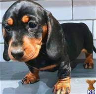 The search tool above returns a list of breeders located nearest to the zip or postal. Dachshund Puppies For Sale In California