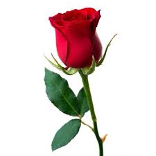 Download and use 7,000+ roses stock photos for free. Buy Online Rose Oil View Buy Online Rose Oil Natures Natural India Product Details From Natures Natural India On Alibaba Com