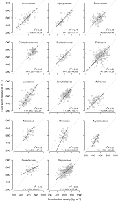 Image result for Cassipourea fanshawei