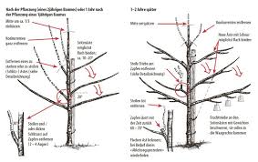 Die süßkirsche sollte direkt zur erntezeit im sommer geschnitten werden. Kirschbaum Pflanzen Pflegen Schneiden Lubera Kulturanleitung