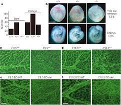 No annoying ads, no download limits, enjoy it and don't forget to bookmark and share the love! Piezo1 Integration Of Vascular Architecture With Physiological Force Nature