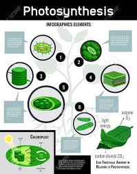 Photosynthesis Light Energy In Cells Food Conversion Process Schema Infographic Elements With Description Educational Poster Vector Illust Biologie Kreativ Aue