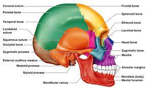 Skull Bones Labeled Google Search Anatomy Bones Facial Bones Human Skull Anatomy
