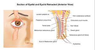 Below are 47 working coupons for eyelid gold weight cpt code from reliable websites that we have updated for users to get maximum savings. Facial Nerve 7th Nerve Palsy Seventh Nerve Palsy Gold Weight