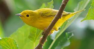 Use them in commercial designs under lifetime, perpetual & worldwide rights. The Yellow Warbler Lyric Wild Bird Food