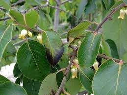Image result for Diospyros virgata