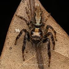 Image result for Sphaeranthus chandleri