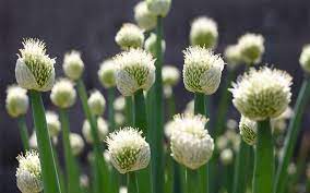 When planting larger transplants into the garden, space plants 4 to 5 inches apart in rows 12 to 18 inches apart. How Do I Stop Onions From Bolting And Going To Seed