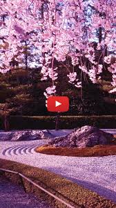 Cherry Blossom Background Wallpapers Pink Japanese Sakura Wallpaper Sakura Garden Wallpa In 2020 Cherry Blossom Background Cherry Blossom Wallpaper Live Wallpapers Cherry blossoms in japan (i.redd.it). cherry blossom wallpaper live wallpapers