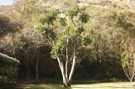 Image result for Cussonia spicata