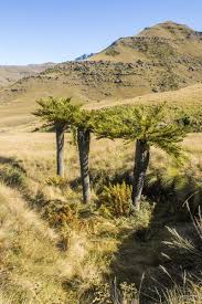 Image result for Cyathea dregei