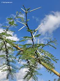 Image result for Acacia xanthophloea