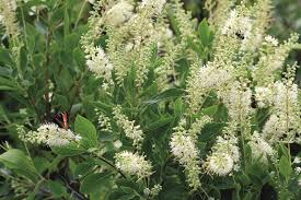 Pump up the perfume with these unique options. The Best Of The Best Native Plants Finegardening