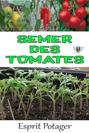 Semis De Tomates Quand Et Comment Planter Vos Tomates En Terrine Ou Godet A Quel Moment Com Semis Tomates Quand Planter Les Tomates Quand Semer Les Tomates