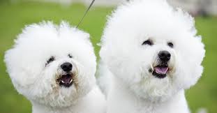 All in all, anyone looking for cute dog breed, that is smart, loyal and hypoallergenic, havanese have been the best choice. What Are The Best Hypoallergenic Dogs For People With Allergies Petfinder