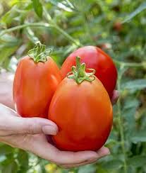 This heirloom also offers exceptional disease resistance. Rutgers Tomato Seeds And Plants Vegetable Gardening At Burpee Com In 2020 Growing Tomatoes In Containers Tomato Garden Types Of Tomatoes
