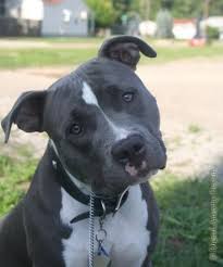 Finally the moka pot has its own coffee. Ukc Pitbull Puppies Pasteurinstituteindia Com