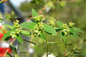 Image result for Euphorbia hypericifolia