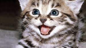 Cats Funny Wallpaper Kitten Wallpaper Kittens Cutest Cats