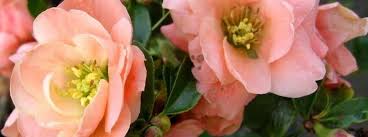 This product is currently unavailable in this size, the next batch is currently being grown and will be available for sale soon. Chaenomeles Japanese Flowering Quince Chaenomeles Japonica Cameo