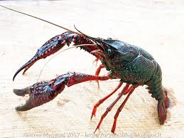 Check spelling or type a new query. Procambarus Clarkii Il Gambero Della Louisiana Una Tremenda Minaccia Per La Biodiversita Oryctes Com Blog News