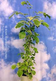 Image result for Polyscias fruticosa