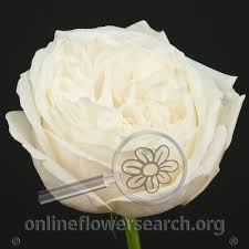 Ses roses ont des allures de pivoine, avec ses pétales dentelés. Rose Classic Woman Aka White Yves Piaget Online Flower Search