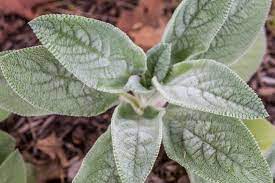 Alibaba.com offers 2,886 lambs ear products. Lamb S Ear Plant Care Growing Guide