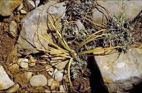 Image result for Haumaniastrum coriaceum