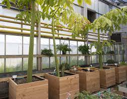 Spike And Its Family In Various Stages Of The Corpse Flower Life Cycle Titan Arum Flower Life Cycle Fast Growing Plants