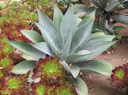 Image result for Buchnera attenuata