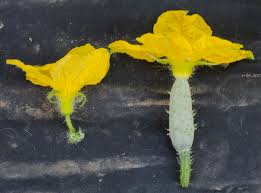 Image result for female flowers cucumber