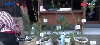 Pertama adalah tanaman yang mempunyai kapasitas panen harian. Ingin Cepat Kaya Warga Rejang Lebong Nekat Tanam 36 Pohon Ganja Di Rumah Bagian 1