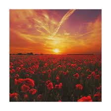 Beautiful Red Poppy Flower Field Sunset Wood Wall Decor Zazzle Com In 2020 Flower Field Poppy Flower Red Poppies