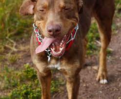 Doberman pit bull mix vs doberman. Pit Bull Doberman Dober Pit Good Pit Bulls