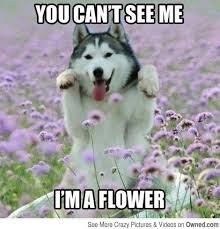 11 Comments That Make Dog Owners Cringe The Barkpost Funny Animals Animal Captions Funny Dog Pictures
