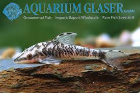 Höner) die info, dass sie einige besondere nannoptopoma aus peru importieren. Aquarium Glaser Gmbh On Twitter Nannoptopoma Sp Blanco New Peru Find More Details And Pics Https T Co Kgexunudlm