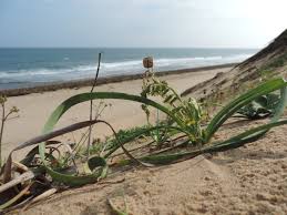 Image result for Dipcadi longifolium